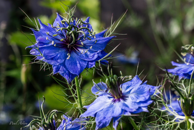 Обои картинки фото цветы, нигелла, синий