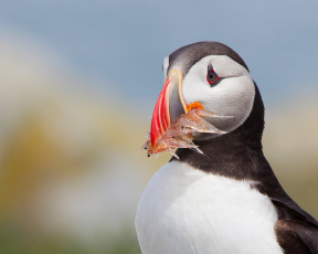 обоя животные, тупики, птица, атлантический, тупик, fratercula, arctica, puffin, улов, рыба, фон