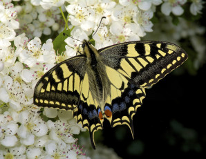 Картинка животные бабочки +мотыльки +моли бабочка весна цветы