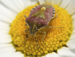 Картинка животные насекомые клоп макро ромашка насекомое жук цветок