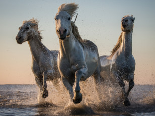 Картинка животные лошади брызги кони вода