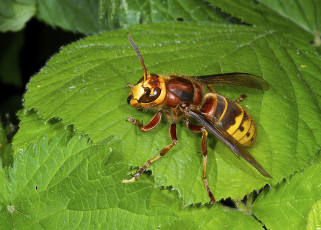 Картинка животные пчелы +осы +шмели оса макро листья