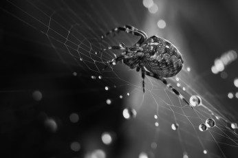 Картинка животные пауки паутина макро чёрно-белое фото паук вода капли роса утро