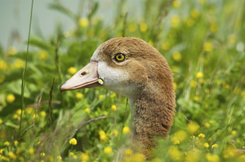 Картинка животные утки трава взгляд утёнок луг