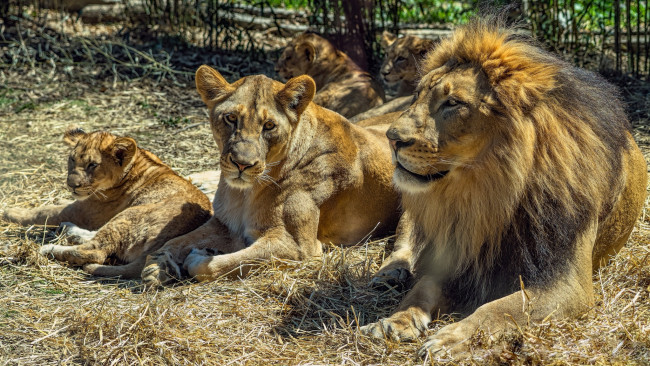 Обои картинки фото животные, львы, клан