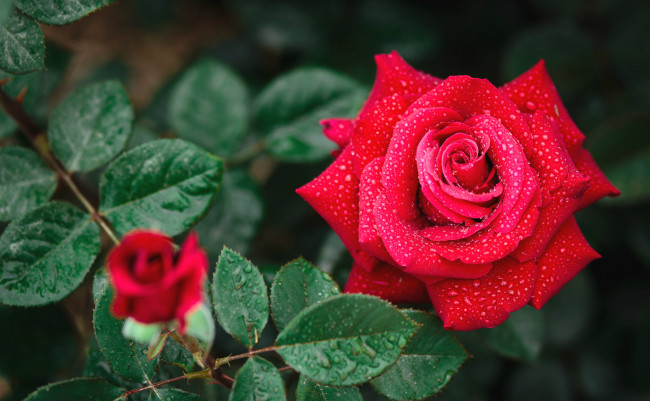 Обои картинки фото цветы, розы, красавица, макро, капли, бутон, королева, красная, роза
