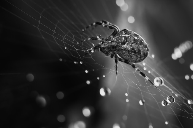 Обои картинки фото животные, пауки, паутина, макро, чёрно-белое, фото, паук, вода, капли, роса, утро