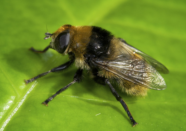 Обои картинки фото животные, пчелы,  осы,  шмели, макро, лист, шмель, насекомое