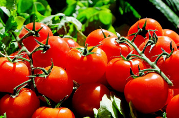 Картинка еда помидоры томаты много урожай