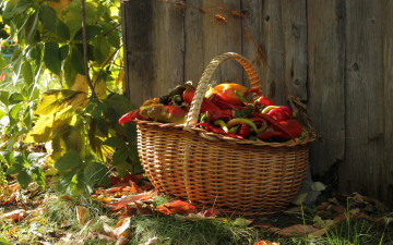 обоя еда, перец, осень, корзина, урожай