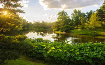 Картинка природа реки озера пруд зелень небо трава деревья кусты солнце облака сша парк missouri botanical garden