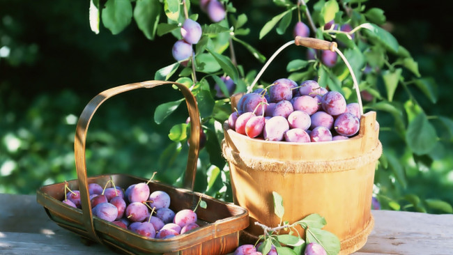 Обои картинки фото еда, персики,  сливы,  абрикосы, ведро, урожай, сливы, корзинка