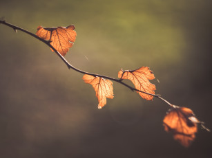 Картинка природа листья фон макро ветка листва боке