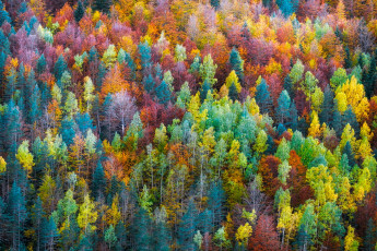Картинка природа лес деревья осень краски