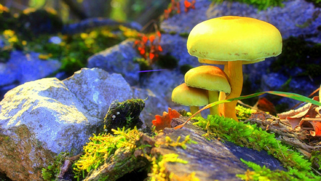 Обои картинки фото природа, грибы, грибная, мох, камни, семейка