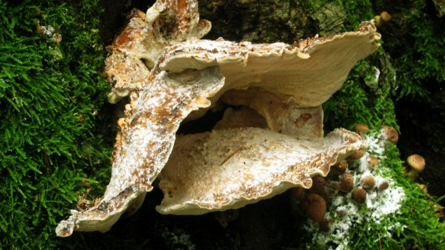 Обои картинки фото природа, грибы, огромный