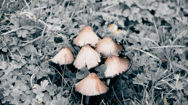 Обои картинки фото природа, грибы, шляпки
