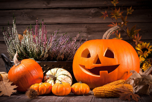 Обои картинки фото праздничные, хэллоуин, вереск, кукуруза, тыквы