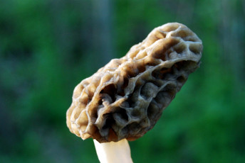 Картинка природа грибы сморчок