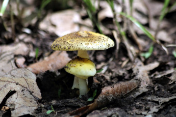 обоя природа, грибы, гриб