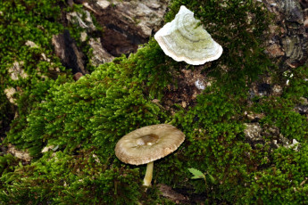 обоя природа, грибы, гриб
