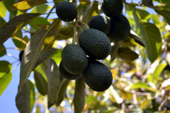 Картинка природа плоды авокадо