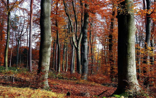 Обои картинки фото природа, лес, осень, деревья, листья, листопад