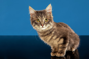 обоя животные, коты, кот, кошка