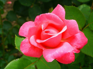 Картинка цветы розы роза лепестки свет