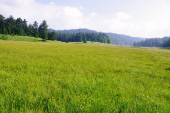 Картинка природа луга трава луг