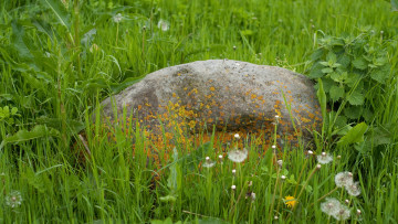 Картинка природа камни минералы одуванчики камень трава