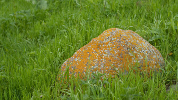 Картинка природа камни минералы трава камень