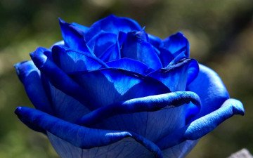 Картинка генно модифицированная синяя роза цветы розы синий