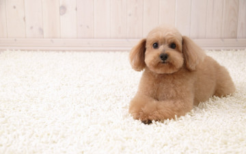 Картинка животные собаки пушистый песик на пушистом ковре