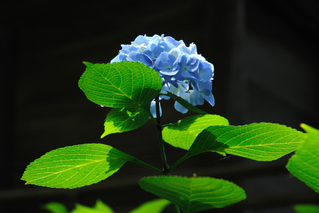 Обои картинки фото цветы, гортензия, зеленый, синий