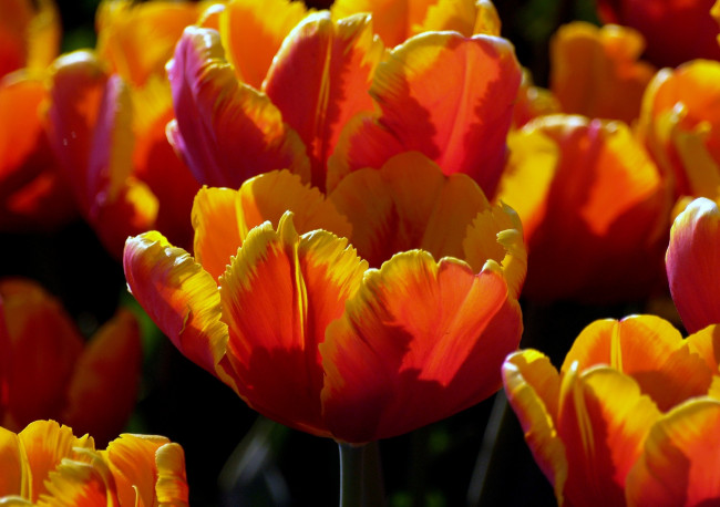 Обои картинки фото цветы, тюльпаны, оранжевый