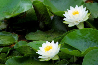 Картинка цветы лилии водяные нимфеи кувшинки пара белый