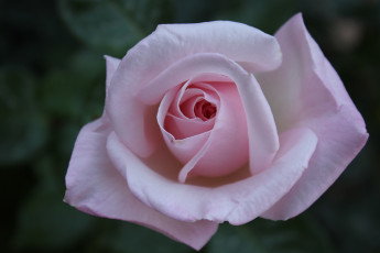 Картинка цветы розы макро лепестки бутон