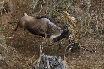 Картинка фотограф вадим онищенко животные разные вместе леопард антилопа