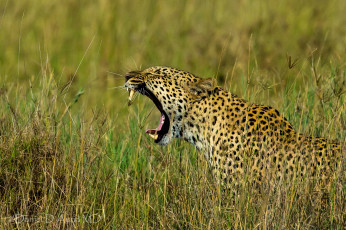 Картинка животные леопарды трава
