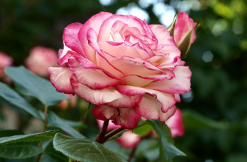 Картинка цветы розы пестрая королева