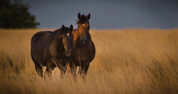 Картинка животные лошади гнедые поле пара