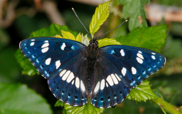 Картинка животные бабочки ленточник голубоватый макро