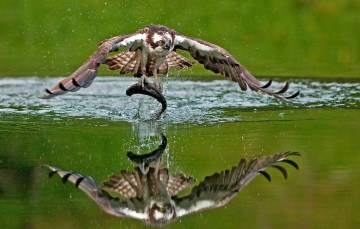 Картинка животные птицы хищники добыча рыба скопа вода улов отражение
