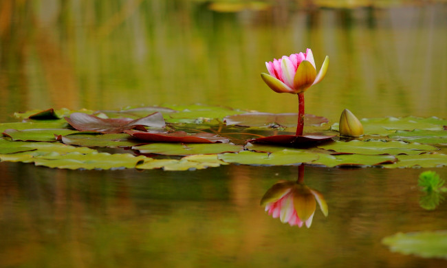 Обои картинки фото цветы, лилии, водяные, нимфеи, кувшинки, розовый, вода