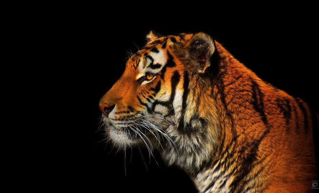 Обои картинки фото животные, тигры, профиль