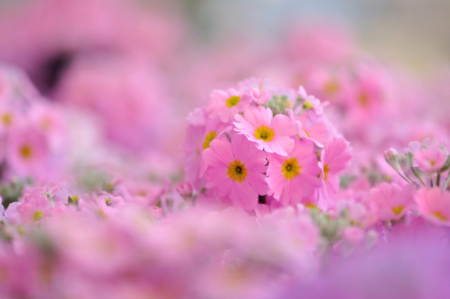 Обои картинки фото цветы, примулы, розовый, нежность
