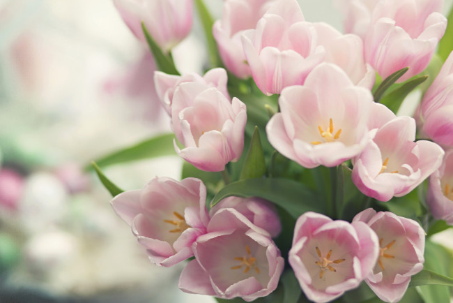 Обои картинки фото цветы, тюльпаны, нежность, розовый