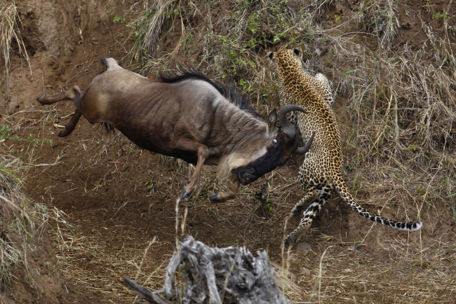 Обои картинки фото фотограф, вадим, онищенко, животные, разные, вместе, леопард, антилопа