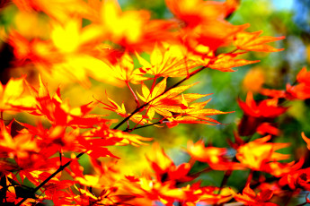 Картинка природа листья осень ветки дерево клен